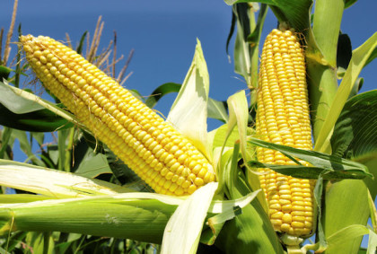 Agricultural Institute Develops 3 New Maize Varieties For Farmers