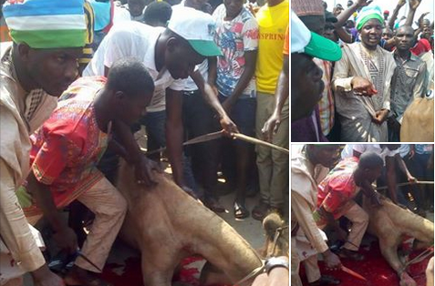 Youth Leader Kills Huge Camel To Celebrate Buhari’s Return In Bauchi State [Photos]