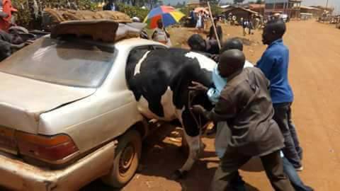 Eid-el-Kabir: See How A Big Cow Was Forced Into A Small Car Ahead Of Sallah Celebration