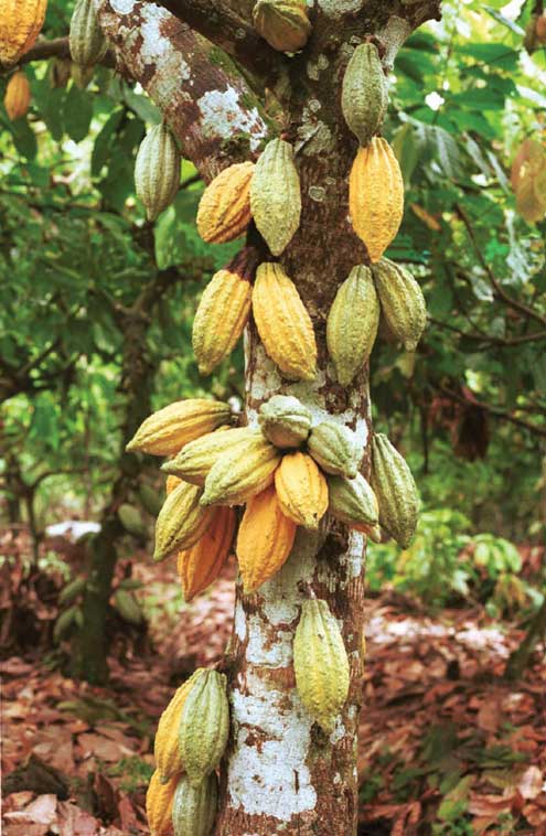 Nigerian Govt Releases 5,000 Improved Cocoa Seedlings To Farmers