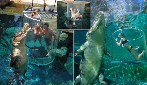 Tourists Come Face To Face With Giant Crocodile In Australia’s Terrifying ‘Cage Of Death’