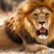 10 Facts About Lions That Will Blow Your Mind | Fab.ng