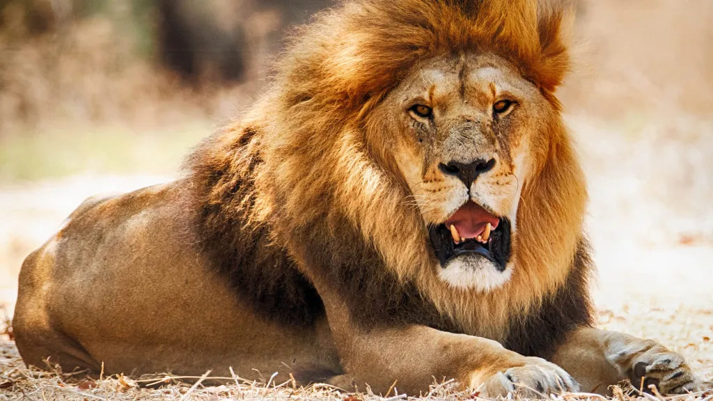 10 Facts About Lions That Will Blow Your Mind | Fab.ng
