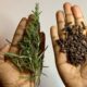 Cloves And Rosemary Water For Hair Growth & Treatment | Fab.ng